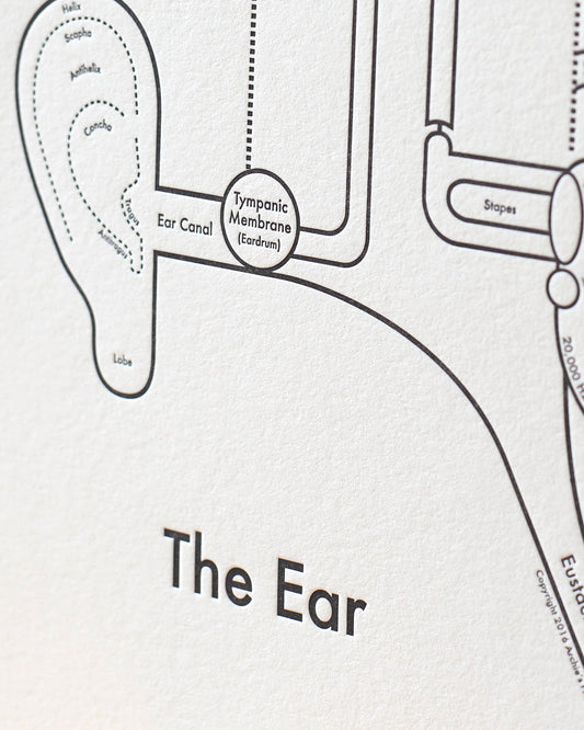 The Ear | Archie’s Press (OR)