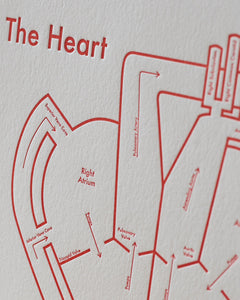The Heart | Archie’s Press (OR)