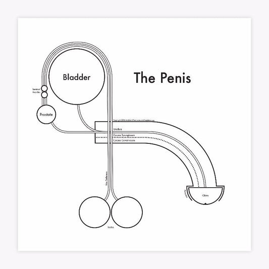 The Penis | Archie’s Press (NY)