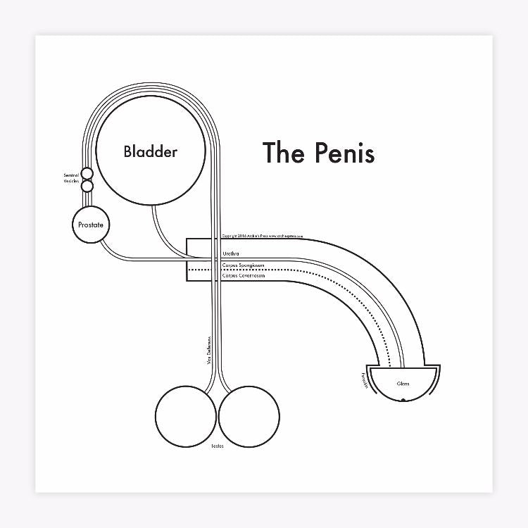 The Penis | Archie’s Press (NY)