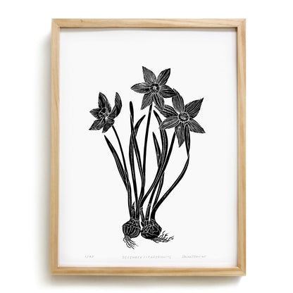Paperwhite by Anna Tovar (TX) | 18x24