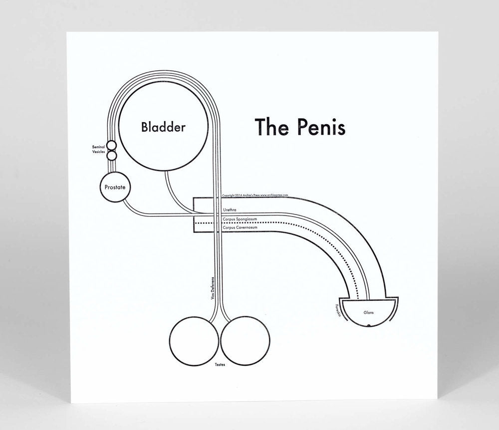 The Penis | Archie’s Press (NY)