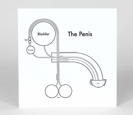 The Penis | Archie’s Press (NY)