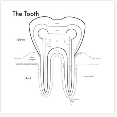 The Tooth | Archie’s Press (OR)