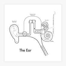 Load image into Gallery viewer, The Ear | Archie’s Press (OR)

