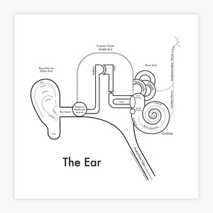 The Ear | Archie’s Press (OR)