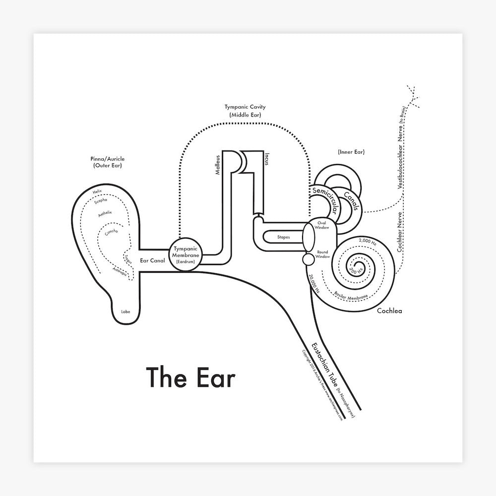 The Ear | Archie’s Press (OR)